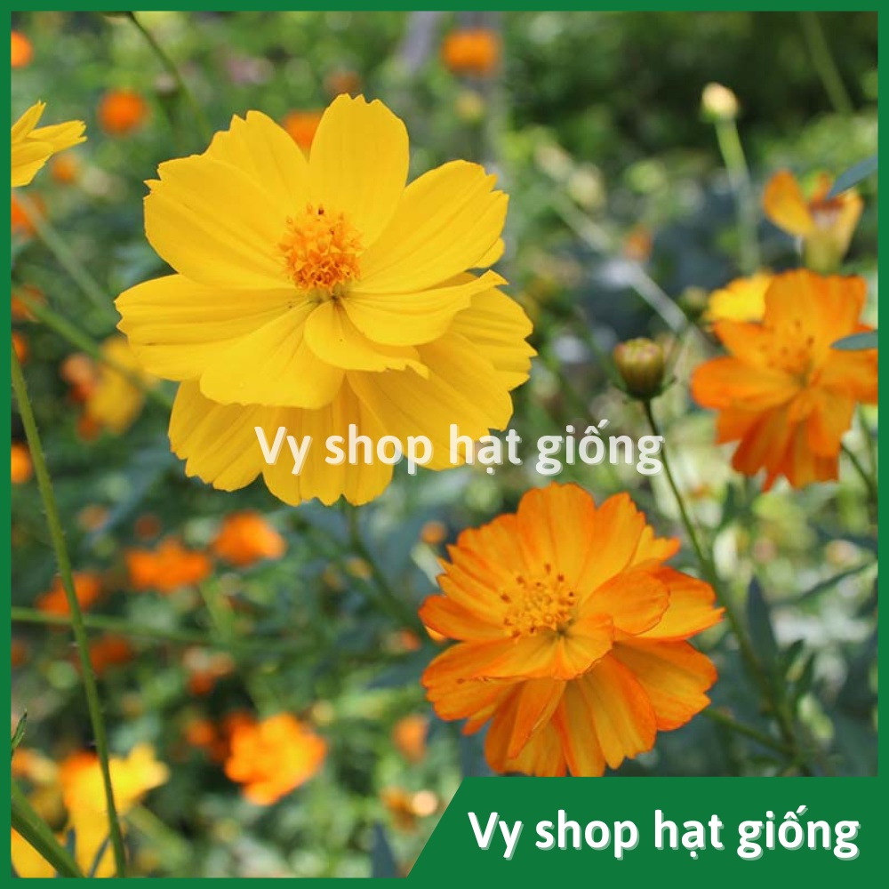 Hạt giống hoa sao nhái kép đỏ vàng cam gói 100 hạt