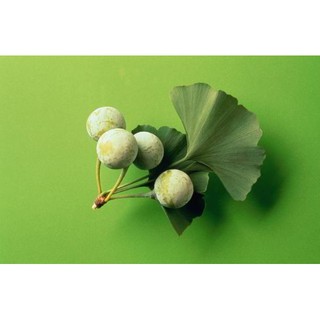 Gói 2 hạt giống Bạch quả ginkgo