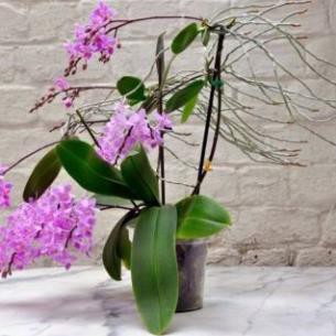Lan hồ điệp rừng trăm hoa