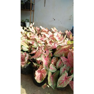 Trái phiếu thứ hai