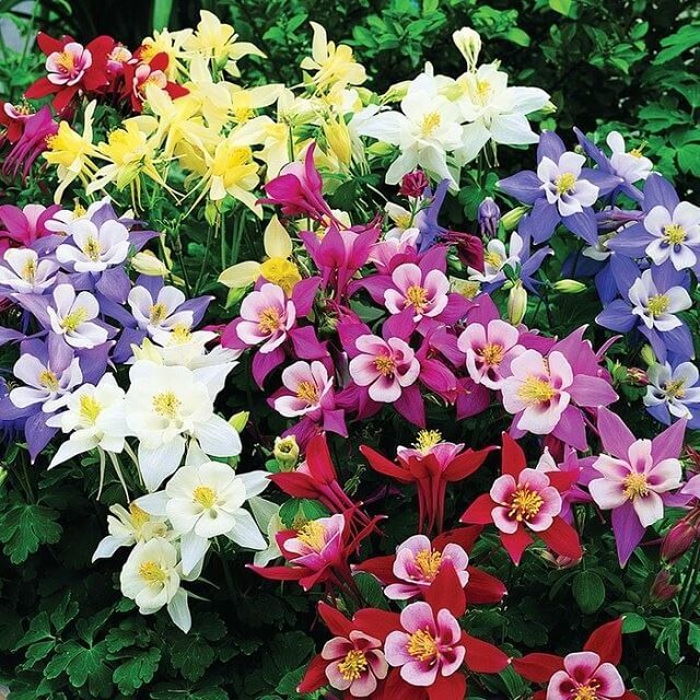 Hạt Giống Hoa Bồ Câu Nhiều Màu Dễ Trồng Gói 50 Hạt TẶNG KÍCH MẦM HẠT RỄ