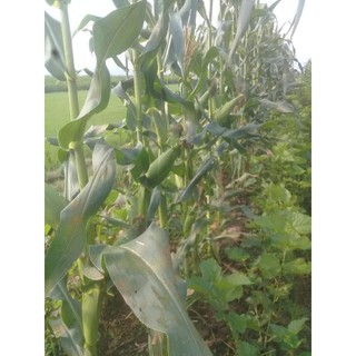 Hạt giống Ngô Nếp  - 100g