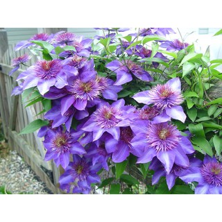 [củ giống] Củ hoa leo ông lão - Clematis uncinata
