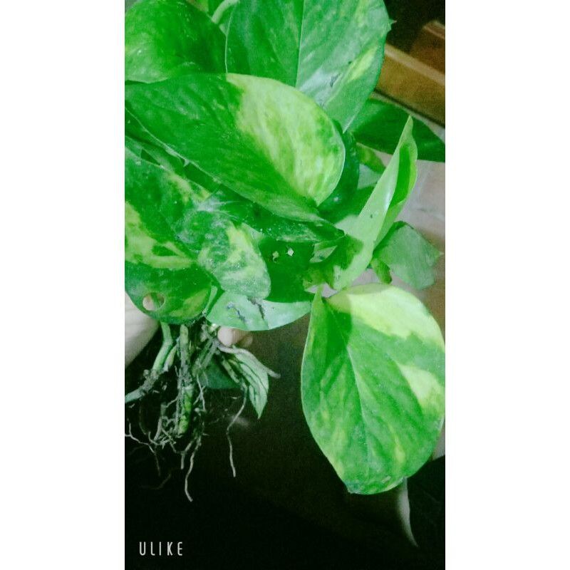 Trầu bà cẩm thạch