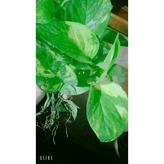 Trầu bà cẩm thạch