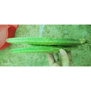 xương rồng sao 00
