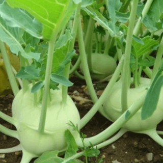 hạt giống su hào xanh 200 hạt (su hào)