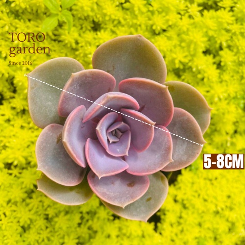 Sen đá hồng dâu Đà Lạt size bé cây cảnh trang trí nhà cửa Toro garden