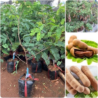 Cây giống me thái ngọt