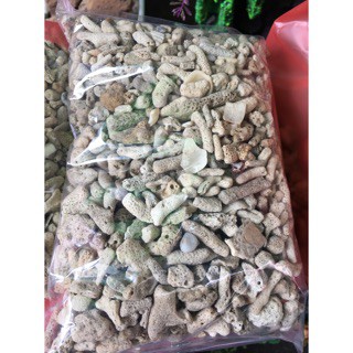 San hô vụn lọc nước bể cá