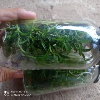 chai mô phi điệp 5ct phú thọ gieo hạt tự thụ