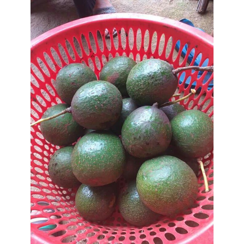 Bơ booth Di Linh Lâm Đồng