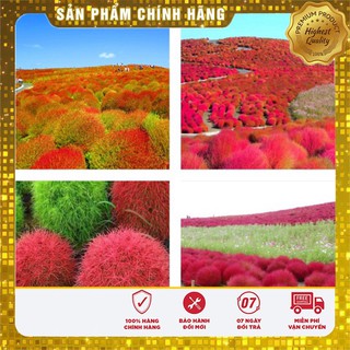 Hạt Giống Cỏ Đổi Màu Nhật Bản(50 hạt)