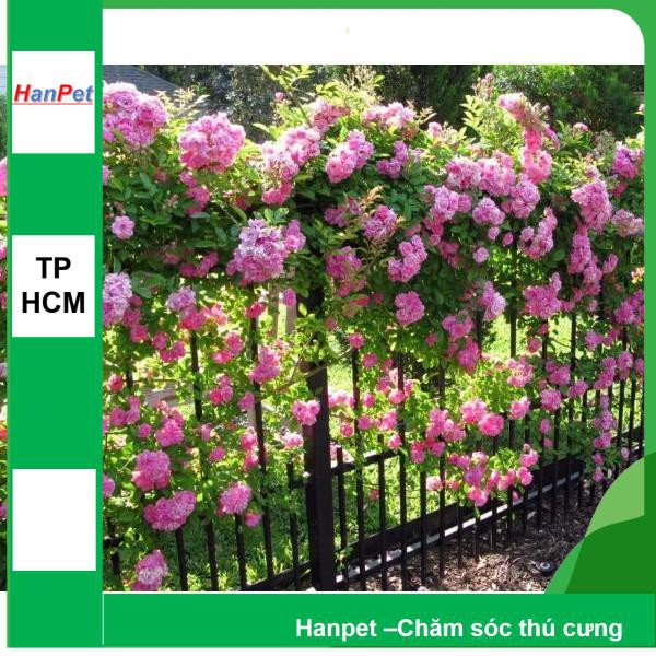 HCM- (HOA TRONG NHÀ) Hạt giống hoa Hồng leo Pháp (combo 20 hạt bông lớn đủ màu) Thuầ