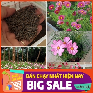 [ Hạt Giống Xanh ] Hạt Giống Hoa Sao Nháy Lùn Nhiều Màu - 50 Hạt
