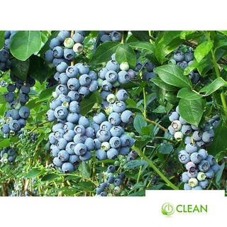 Hạt giống Việt quất (30 hạt)