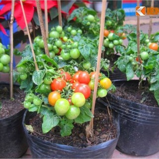 Hạt giống cà chua bi lùn đỏ 30 hạt (TẶNG gói kích thích hạt nảy mầm)