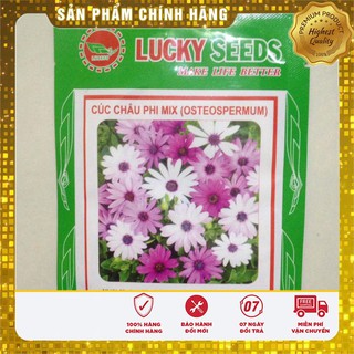 Hạt Giống Hoa Cúc Châu Phi(20 hạt)