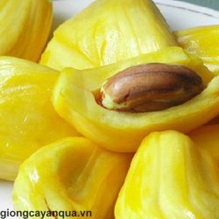 CÂY GIỐNG MÍT VIÊN LINH( GIỐNG GHÉP CHO TRÁI SIÊU SỚM)