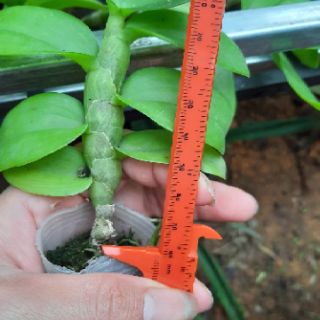 Hoa phong lan phi điệp lá mít
