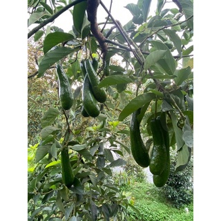 [LOẠI ĐẶC BIỆT] 1kg bơ 034 Lâm Đồng