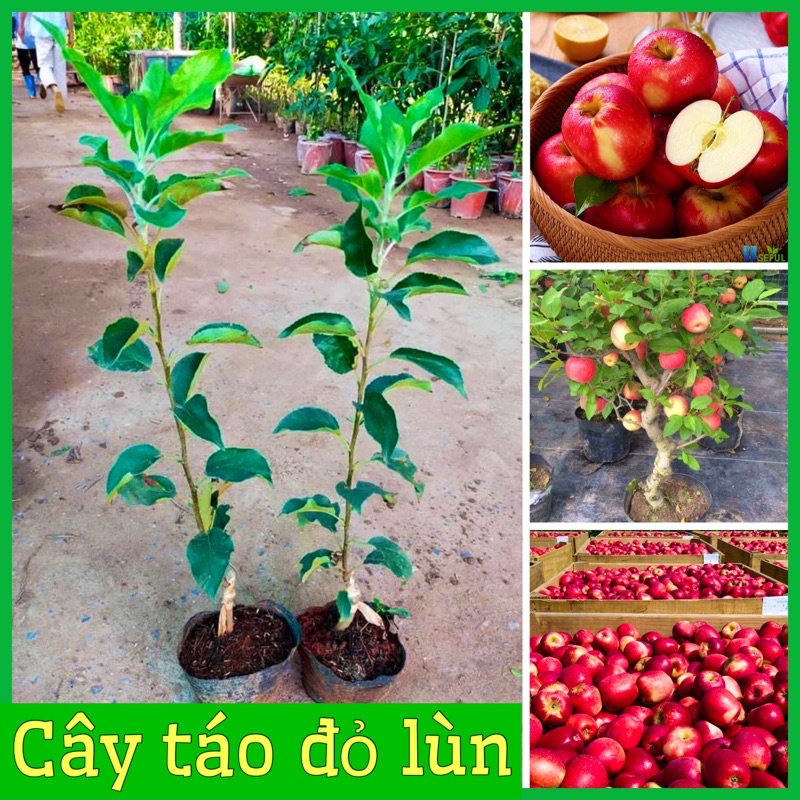 CÂY GIỐNG TÁO ĐỎ MỸ LÙN F1  1,5 NĂM RA QUẢ