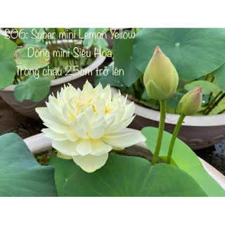 ngó  sen ngoại