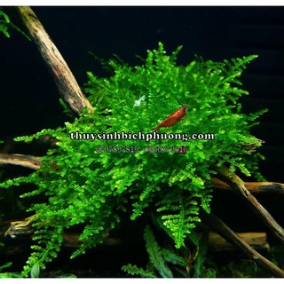 Christmas moss - rêu xmass trang trí hồ cá thủy sinh