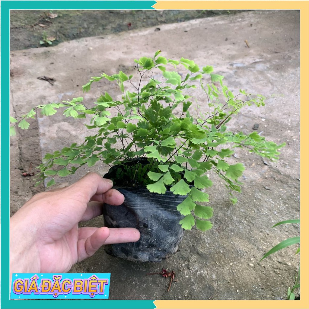 Cây tóc thần vệ nữ lá xum xuê cao 15-20 cm dễ chăm sóc, trang trí