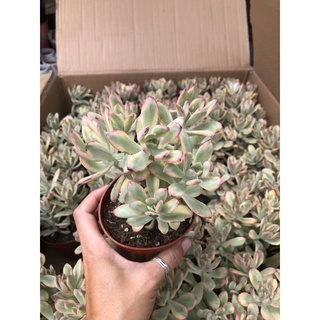 Sen đá Mặt Trời Var