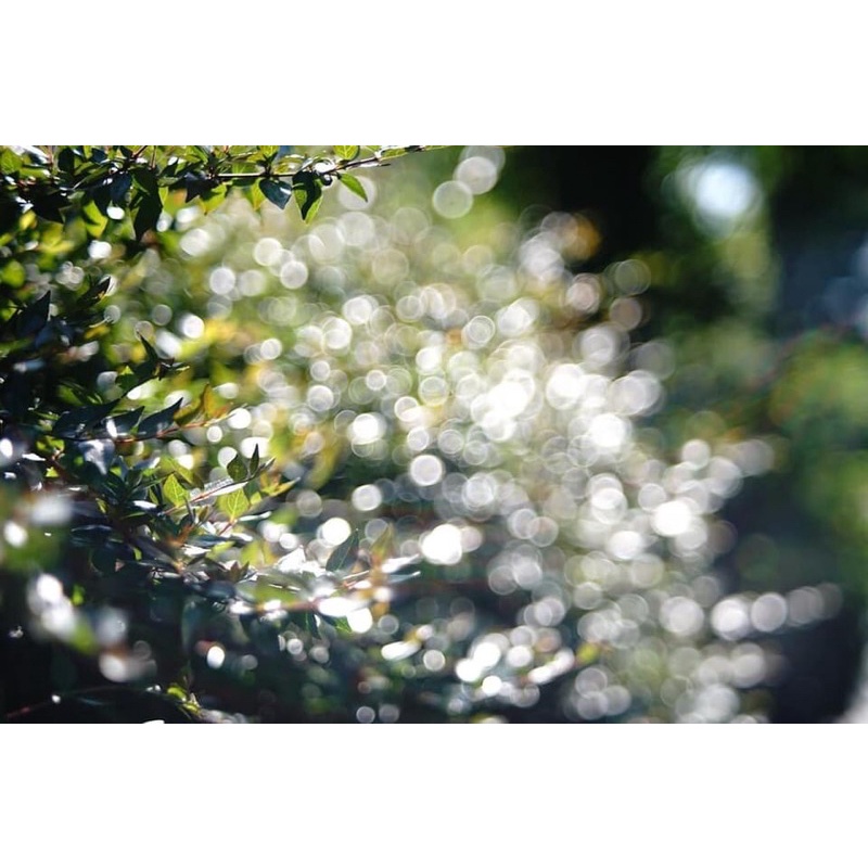 Ống kính MF fujinon 55/2.2 ngàm M42