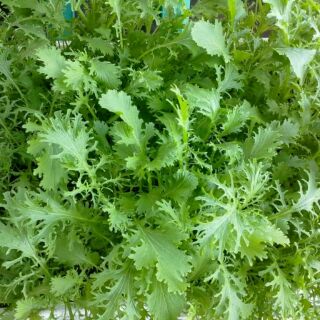 HẠT GIỐNG CẢI XANH ĐUÔI PHỤNG CAO SẢN 20GR