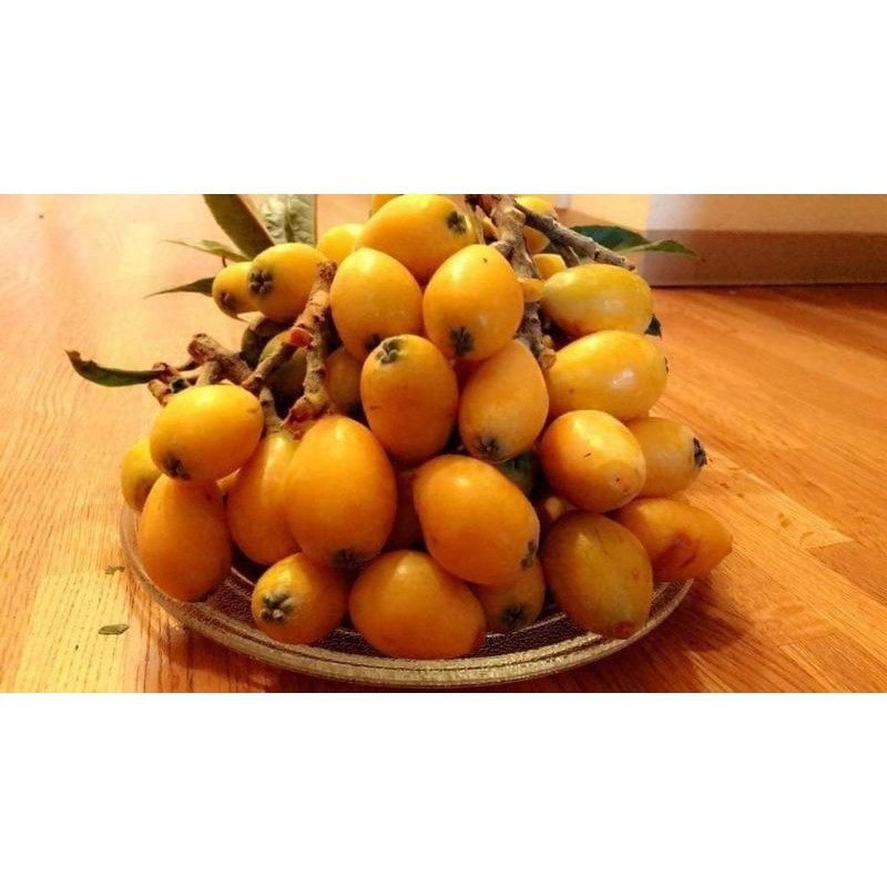 Cây giống biwa gần cho trái