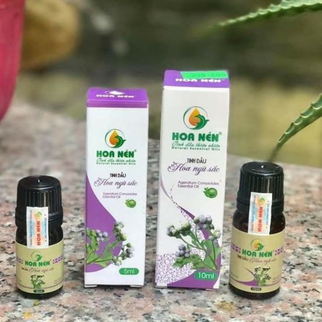 Tinh dầu hoa ngũ sắc Hoa Nén