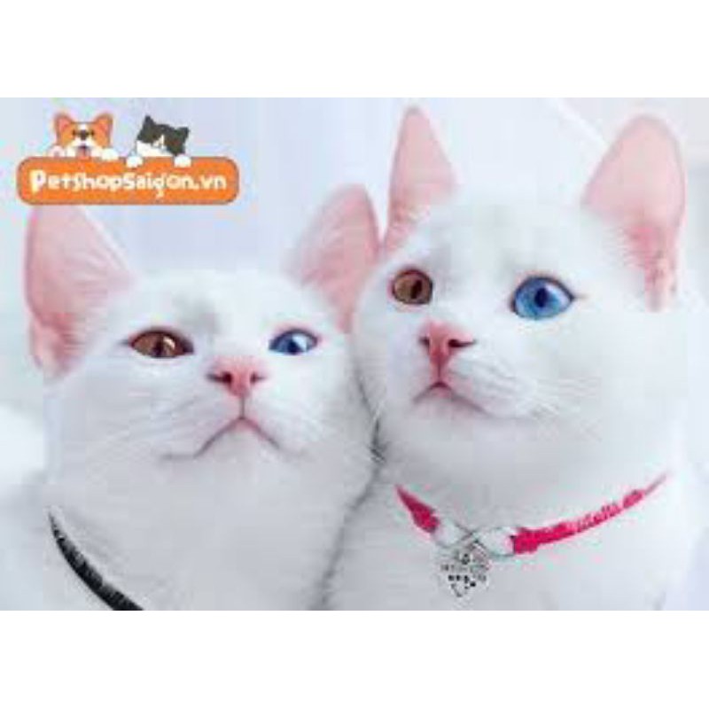 ( Siêu Rẻ)Dây đeo cổ Mèo có chuông phong cách Nhật- xích cổ có chuông giá rẻ