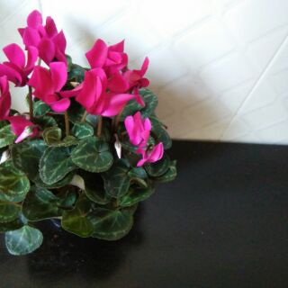 Chậu hoa anh thảo