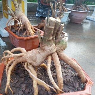 Đinh Lăng Bonsai