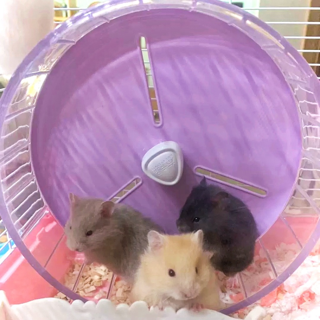 Wheel hãng Bucatstate 21cm (ko đế) - Đồ chơi cho hamster