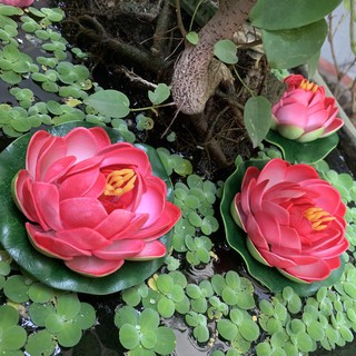 Búp Sen Nổi Trang Trí Hồ Cá.