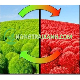 100h - hạt giống cỏ đổi màu/ kochia