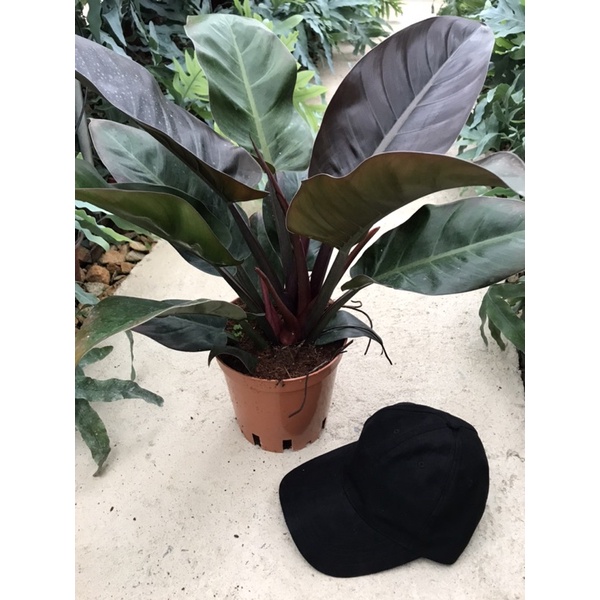 Chậu cứng Đế Vương lớn - Nâu