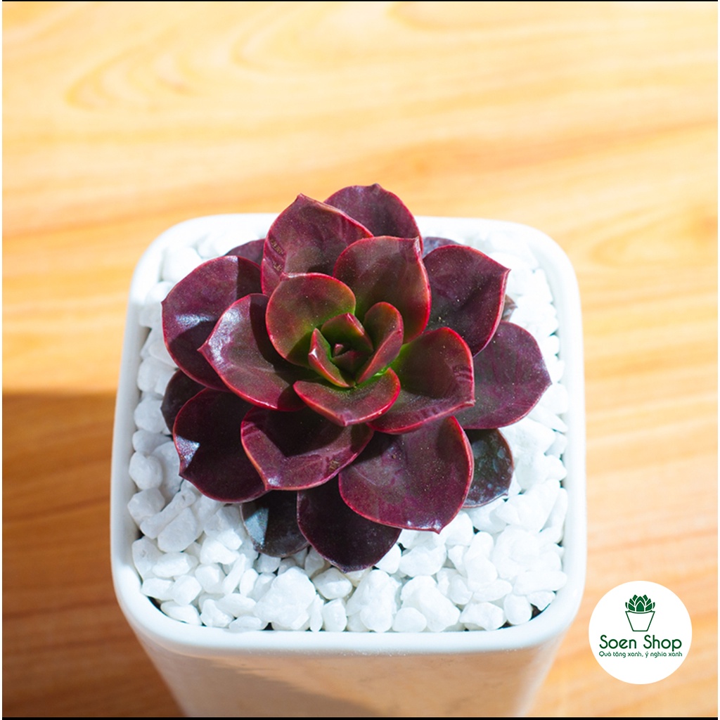 Sen đá Nhật Nguyệt socola Full Size đã thuần khí hậu, sen đá để bàn, Siêu khỏe, trang trí decor phòng, sân vườn soen_sho