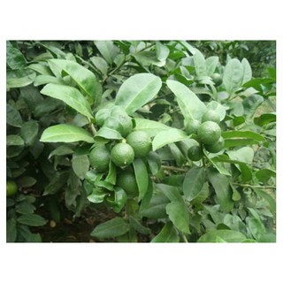 Cây Chanh Tứ quý