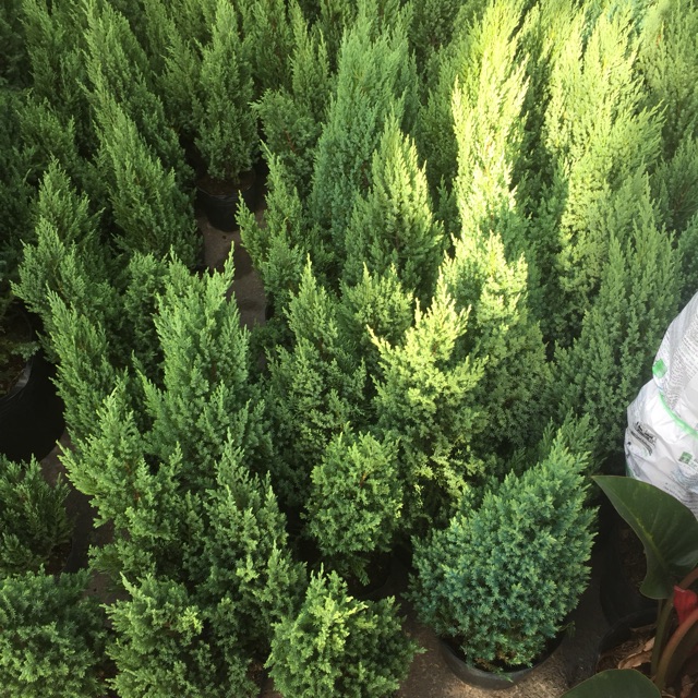 Cây sơn tùng size nhỏ 20-30