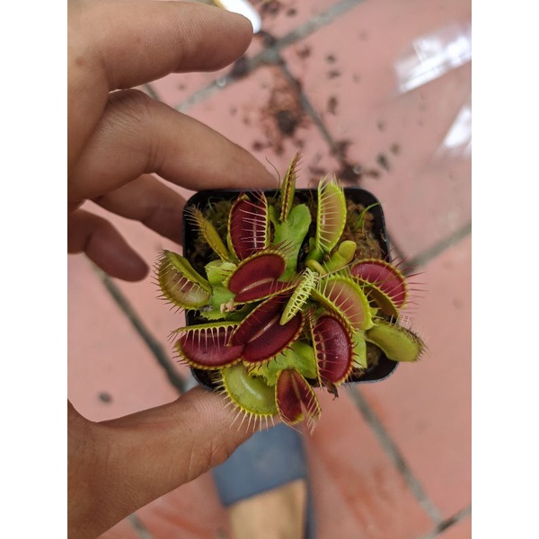 cây bẫy kẹp b52