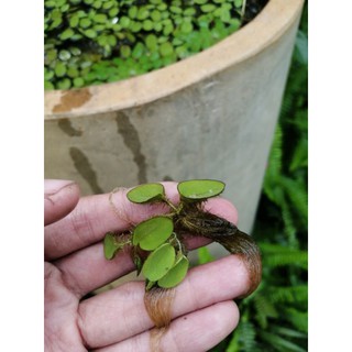 Bèo Tai chuột thủy sinh