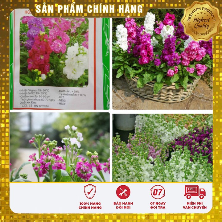 Hạt giống hoa hoàng anh mix nhiều màu dễ trồng - 50 hạt