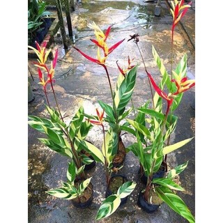 Cây chuối thiên điểu lá Cẩm thạch