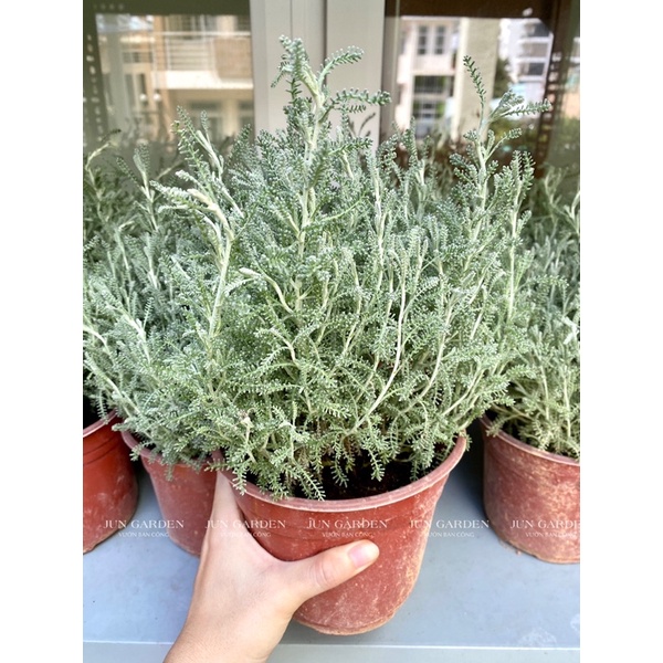 Cây hoa oải hương lavender để bàn chịu nhiệt, trồng được ở Sài Gòn và các tỉnh miền Nam