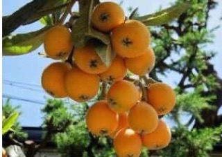 Cây giống nhót nhật (biwa)